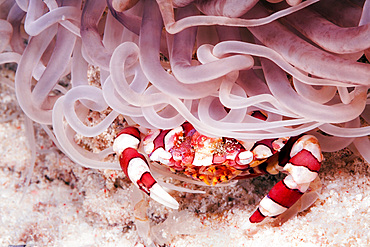 A harlequin swimming crab (Lissocarcinus laevis) hides under an anemone, Wakatobi National Park, Indonesia.