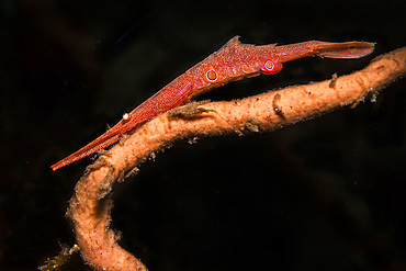 Red sawblade shrimp (Tozeuma armatum), Lembeh Strait, North Sulawesi, Indonesia.