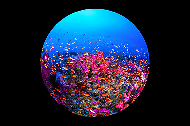 Reef scene with a fish frenzy with many anthias (Anthiinae) and orange, purple and red corals. Captured with a circular fish-eye lens in Puerto Galera, Philippines.