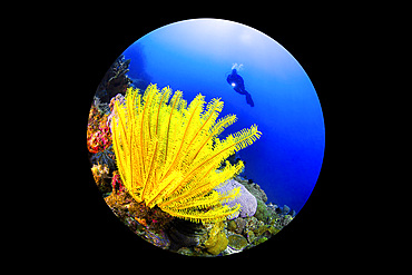 Yellow crinoid (Crinoidea) and a scuba diver in Puerto Galera, Philippines. Photographed using close focus wide angle technique with a circular fisheye lens.