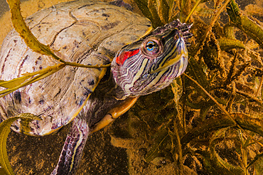 Red-eared slider turtle, Lake Murray, Oklahoma.