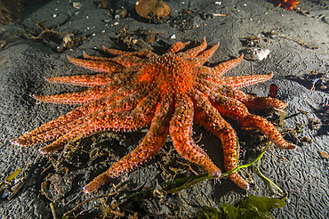 This sunflower star is the largest of species in the Pacific Northwest and is a voracious carnivore.