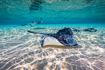 Southern stingrays congregate on the sandbar in Grand Cayman, Cayman Islands.