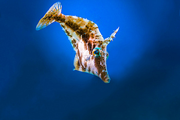 A small filefish in Grand Cayman, Cayman Islands.