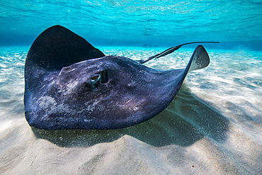 Southern stingray on the sandbar in Grand Cayman, Cayman Islands.