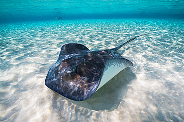 Southern stingray on the sandbar in Grand Cayman, Cayman Islands.