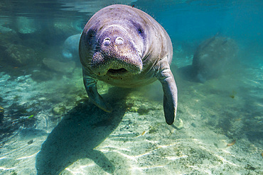 Manatee in Crystal River, Florida.