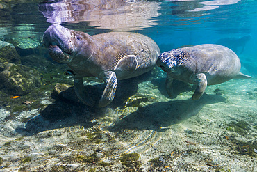 Manatee with calf in Crystal River, Florida.