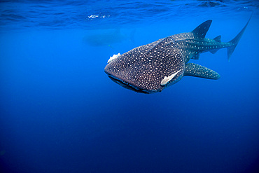 Whale shark in Isla Mujeres, Mexico.