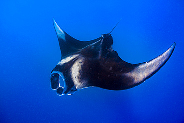 An oceanic manta ray feeding in Isla Mujeres, Mexico.