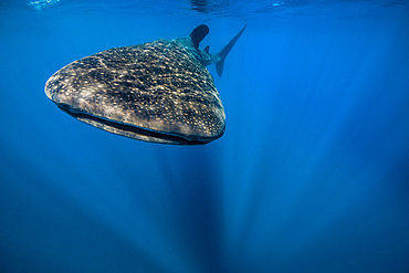 Whale shark in Isla Mujeres, Mexico.