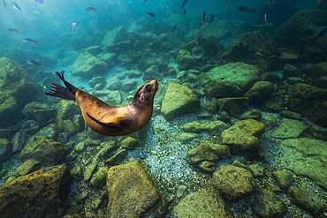 California sea lion in Isla Mujeres, Mexico.