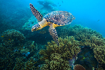 Hawksbille sea turtle in Malaysia.