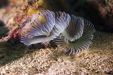 White crown calcareous tube worm in Malaysia.