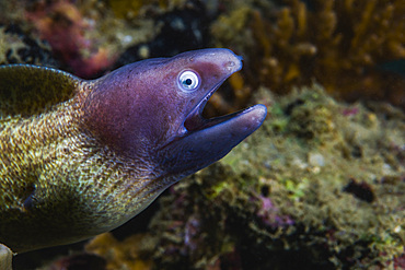 White-eyed moray eel in Malaysia.