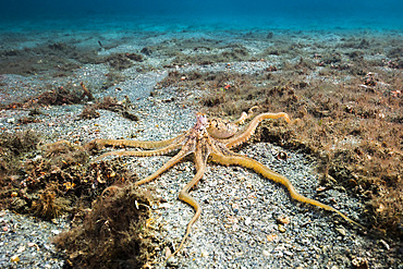 Longarm octopus crawls along the seafloor of Blue Heron Bridge, West Palm Beach, Florida.