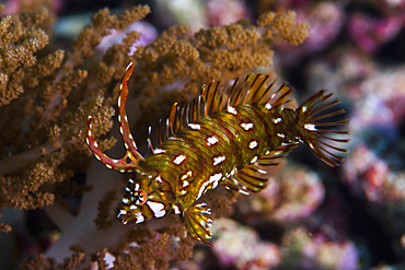 Rockmover wrasse in Raja Ampat, Indonesia.