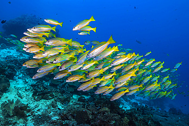 Golden-lined snapper in Raja Ampat, Indonesia.