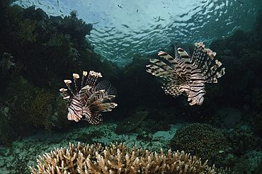 Pair of Lionfish, Indonesia.