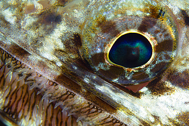 Extreme close-up of a lizardfish eyeball, Australia.