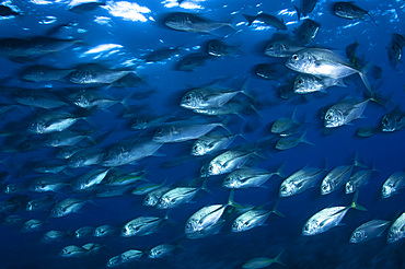 School of Jacks in motion, Belize.