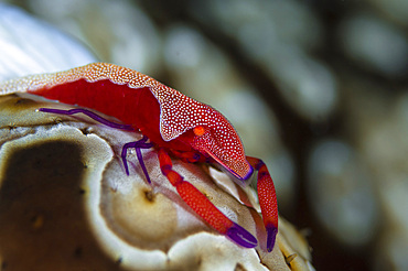 Imperator Commensal Shrimp (Periclimenes imperator) on Eyed Sea Cucumber (Bohadschia argus), Fiji.