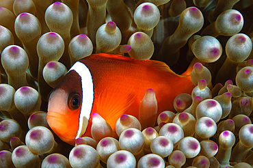 Black Anemonefish, Fiji.