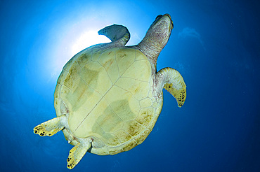 Hawksbill Sea Turtle belly, Australia.