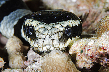 Black and white banded Sea Krait, Indonesia.