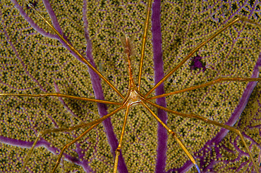 Arrow crab on a sea fan, Belize.