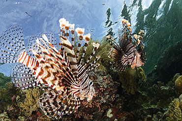 Pair of lionfish, Indonesia.