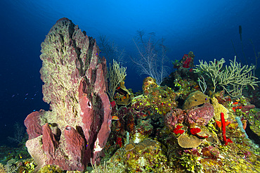 Coral reef and sponges, Belize.