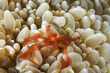 Orangutan Crab on bubble coral, Indonesia.