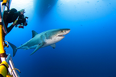 Underwater photographer taking a photograph of a male great white shark, Guadalupe Island, Mexico.