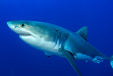 Male great white shark, Guadalupe Island, Mexico.