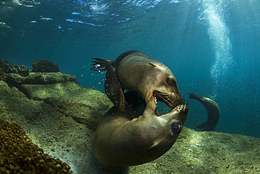 Pair of playful sea lions, Los Islotes, La Paz, Mexico.