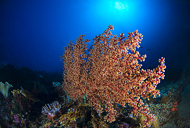 Soft coral in the reef at Komodo, Indonesia.