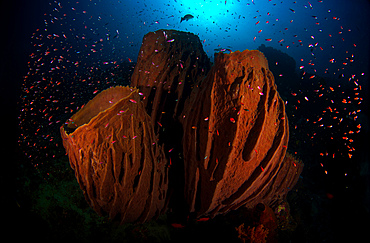 Barrel sponge in the reef with fishes in the Banda Sea, Indonesia.