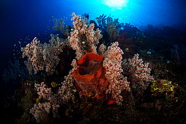 Soft coral in the reef at Komodo, Indonesia.