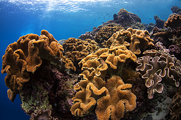 Soft corals in the colorful reefs of the Banda Sea, Indonesia.