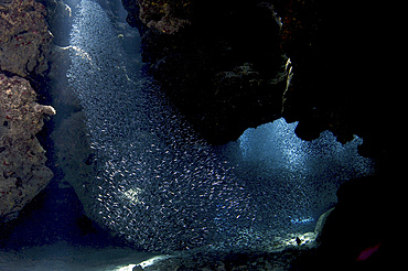 School of silversides form shapes in the tunnels at Eden Rock, Grand Cayman.