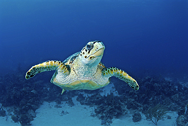 Hawksbill sea turtle, Nassau, The Bahamas.