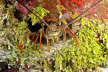 Spiny lobster hiding in the reef, Nassau, The Bahamas.