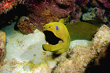 Toothless green moray eel, Nassau, The Bahamas.