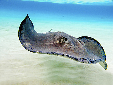 Female Southern Atlantic Stingray, Grand Cayman.