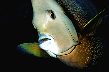 Close-up view of a gray angelfish, Grand Cayman.