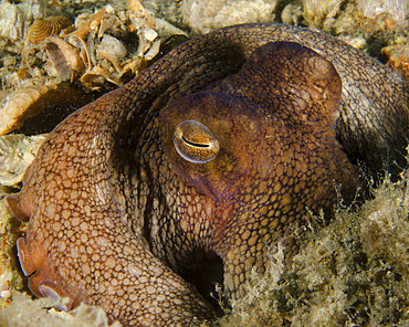 Octopus head, West Palm Beach, Florida.