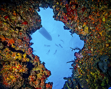 World champion free diver and his team in training shot from inside a sunken barge 90 feet below in Bimini, Bahamas.
