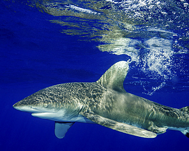 Oceanic whitetip shark with reflection, Cat Island, Bahamas.