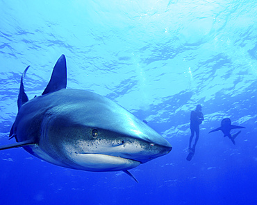 Diver swimming with oceanic whitetip sharks, Cat Island, Bahamas.